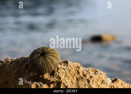 Coquille vide d'un hérisson de mer. Banque D'Images