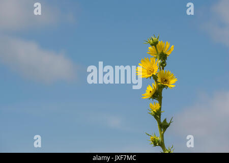 Silphium laciniatum. Fleur Plante boussole Banque D'Images