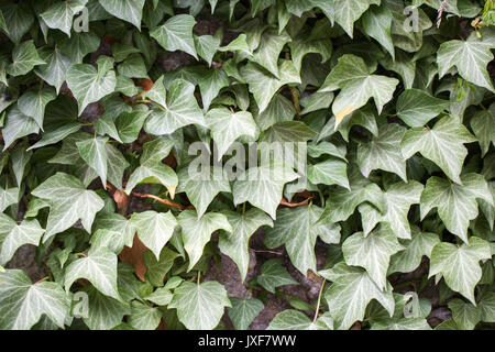 Europan le lierre (Hedera helix) Banque D'Images