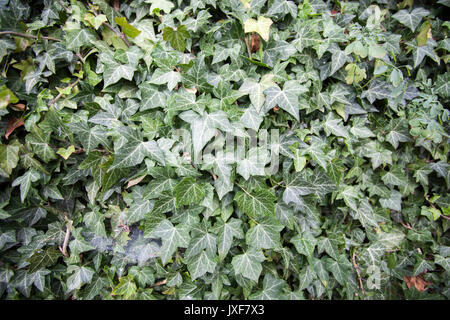 Europan le lierre (Hedera helix) Banque D'Images