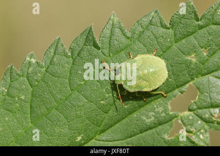 Un Shieldbug verte (Palomena prasina) perché sur une feuille. Banque D'Images
