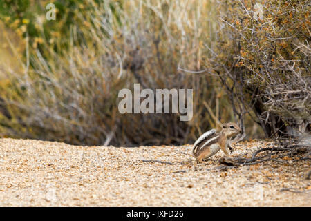 Écureuil antilope à queue blanche dans la région de Joshua Tree nation park Banque D'Images