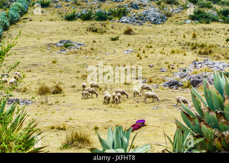 Avis sur nomad maya avec troupeau de moutons par Todos Santos Cuchumatan au Guatemala Banque D'Images