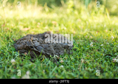 La bouse de vache dans le jardin, du fumier sur l'herbe. L'Ukraine Banque D'Images