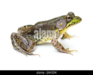 Grenouille verte (Lithobates clamitans) isolé sur fond blanc Banque D'Images