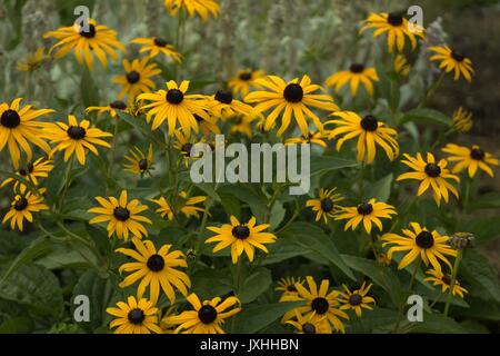 Une touffe de Black Eyed Susan est en fleur Banque D'Images