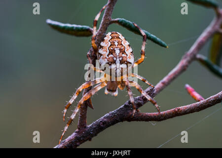 Close-up of a Cross Araneus diadematus, Spider Banque D'Images
