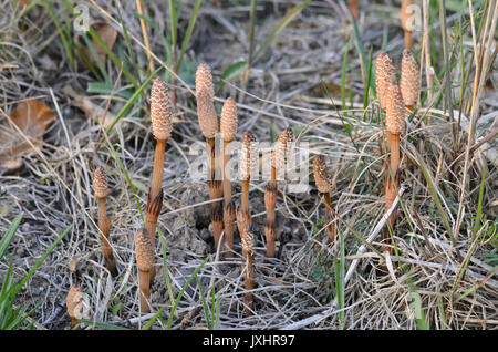 La prêle (Equisetum arvense) Banque D'Images