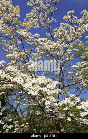 Cornouiller fleuri (Cornus florida) Banque D'Images