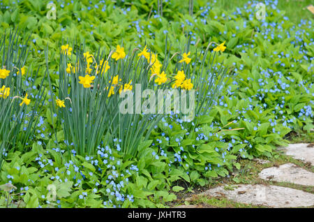 Jonquille (Narcissus) et blue-eyed Mary (omphalodes verna) Banque D'Images