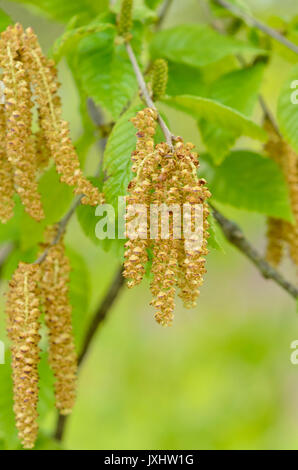 Sweet bouleau (Betula lenta) Banque D'Images