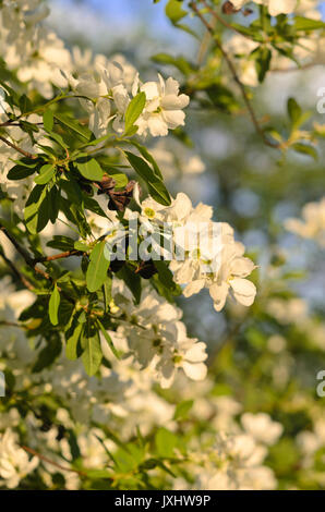 Perle commun bush (exochorda racemosa) Banque D'Images