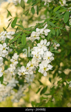 Perle commun bush (exochorda racemosa) Banque D'Images