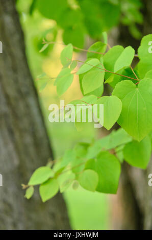 Arbre katsura (Cercidiphyllum japonicum) Banque D'Images