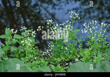 Grand bittercress (cardamine amara) Banque D'Images