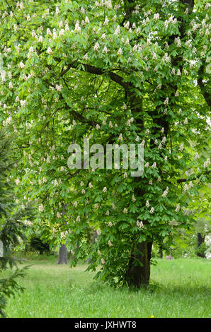 Le marronnier commun (Aesculus hippocastanum) Banque D'Images