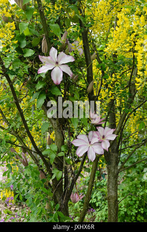 Clematis (clematis omoshiro) et commune (laburnum Laburnum anagyroides) Banque D'Images