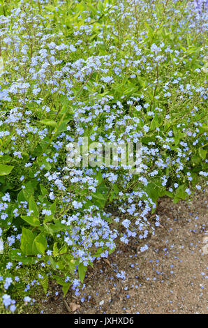 Vipérine commune de Sibérie (Brunnera macrophylla syn. myosotis macrophylla) Banque D'Images