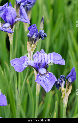 Iris de Sibérie (Iris sibirica 'Blue Cap") Banque D'Images