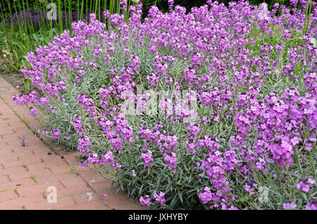 Giroflée (Erysimum cheiri Egée 'Bowles Mauve') Banque D'Images