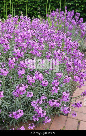 Giroflée (Erysimum cheiri Egée 'Bowles Mauve') Banque D'Images