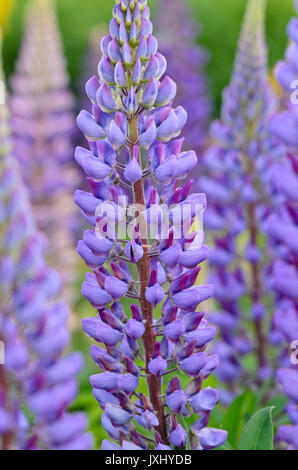Jardin Le lupin (Lupinus polyphyllus) Banque D'Images
