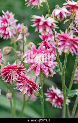 Columbine européenne (Aquilegia vulgaris 'nora barlow') Banque D'Images