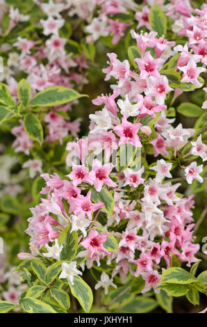 Weigela florida 'Variegata' Banque D'Images