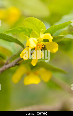 Usine de Mickey Mouse (ochna serrulata) Banque D'Images