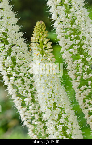 Eremurus himalaicus sétaire verte (Lily) Banque D'Images