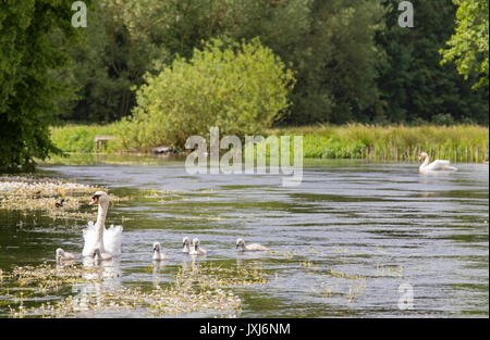 Cygne muet avec Cygnets sur l'Avon Wiltshire à Salisbury, Wiltshire, Angleterre, Royaume-Uni Banque D'Images