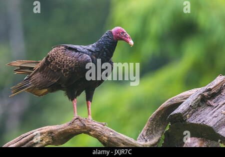 Urubu Cathartes aura, assis sur un tronc d'arbre à Laguna del Lagarto, Boca Tapada, San Carlos, Costa Rica Banque D'Images