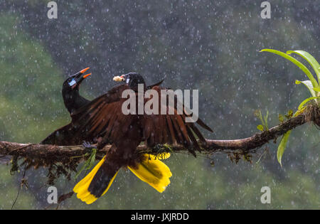 Deux Montezuma oropendola, Psarocolius montezuma, sur un arbre et un combat bransch est d'avoir un morceau de nourriture dans son bec dans l'eau de pluie, à Lagund del L Banque D'Images
