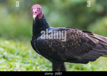 Urubu Cathartes aura, à la recherche à la caméra à Laguna del Lagarto, Boca Tapada, San Carlos, Costa Rica Banque D'Images