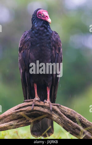 Urubu Cathartes aura, assis sur un tronc d'arbre à Laguna del Lagarto, Boca Tapada, San Carlos, Costa Rica Banque D'Images