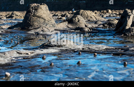 Les souches de la forêt pétrifiée dans la baie de curiosités, les Catlins, Otago, Nouvelle-Zélande. Banque D'Images