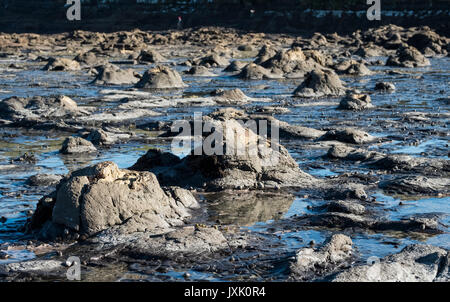 Les souches de la forêt pétrifiée dans la baie de curiosités, les Catlins, Otago, Nouvelle-Zélande. Banque D'Images