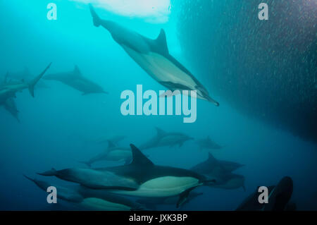 Les dauphins communs travailler en équipe afin de rassembler les sardines dans un appât ball afin qu'ils puissent s'en nourrissent, Eastern Cape, Afrique du Sud. Banque D'Images