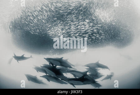 Les dauphins communs travailler en équipe afin de rassembler les sardines dans un appât ball afin qu'ils puissent s'en nourrissent, Eastern Cape, Afrique du Sud. Banque D'Images