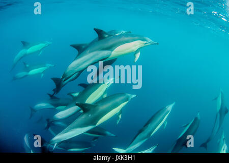 Les dauphins communs travailler en équipe afin de rassembler les sardines dans un appât ball afin qu'ils puissent s'en nourrissent, Eastern Cape, Afrique du Sud. Banque D'Images