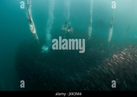 Cape de Bassan plongeant dans l'appât ball sardine sardine run lors de l'assemblée sur la côte est de l'Afrique du Sud. Banque D'Images