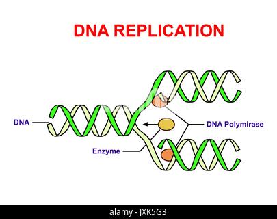 La réplication de l'ADN sur blanc. Info L'éducation graphique. Illustration de Vecteur