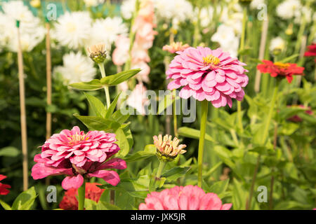 Zinnia rose et blanc dahlia cactus Banque D'Images