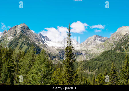 Forêt de sapins sur une colline pré en haute montagne sur une claire lumière de jour d'énergie solaire Banque D'Images