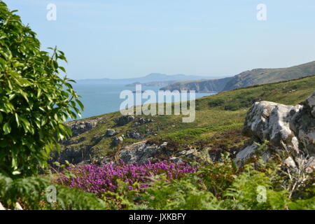 Vue sur la baie de Cardigan côte de Pembrokeshire Coastal Path balade au nord de St Davids Banque D'Images