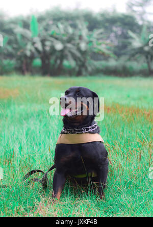 Chien type Rottweiler jouent dans le domaine Banque D'Images