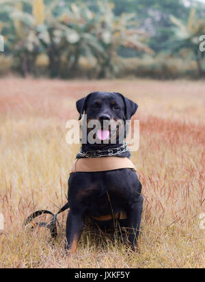 Chien type Rottweiler jouent dans le domaine Banque D'Images