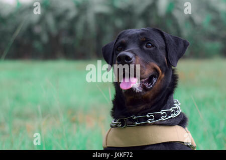 Chien type Rottweiler jouent dans le domaine Banque D'Images