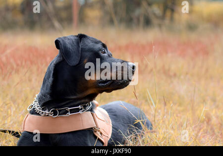 Chien type Rottweiler jouent dans le domaine Banque D'Images