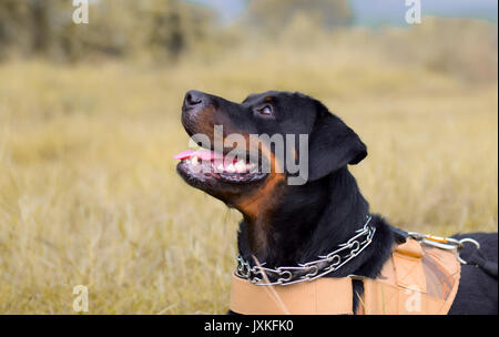 Chien type Rottweiler jouent dans le domaine Banque D'Images